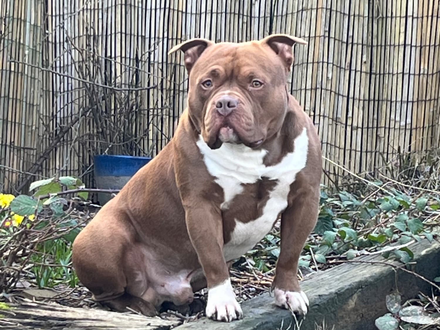 American Bully 2 years 7 months old male large named tank for breeding in Sheffield, England | Petmeetly