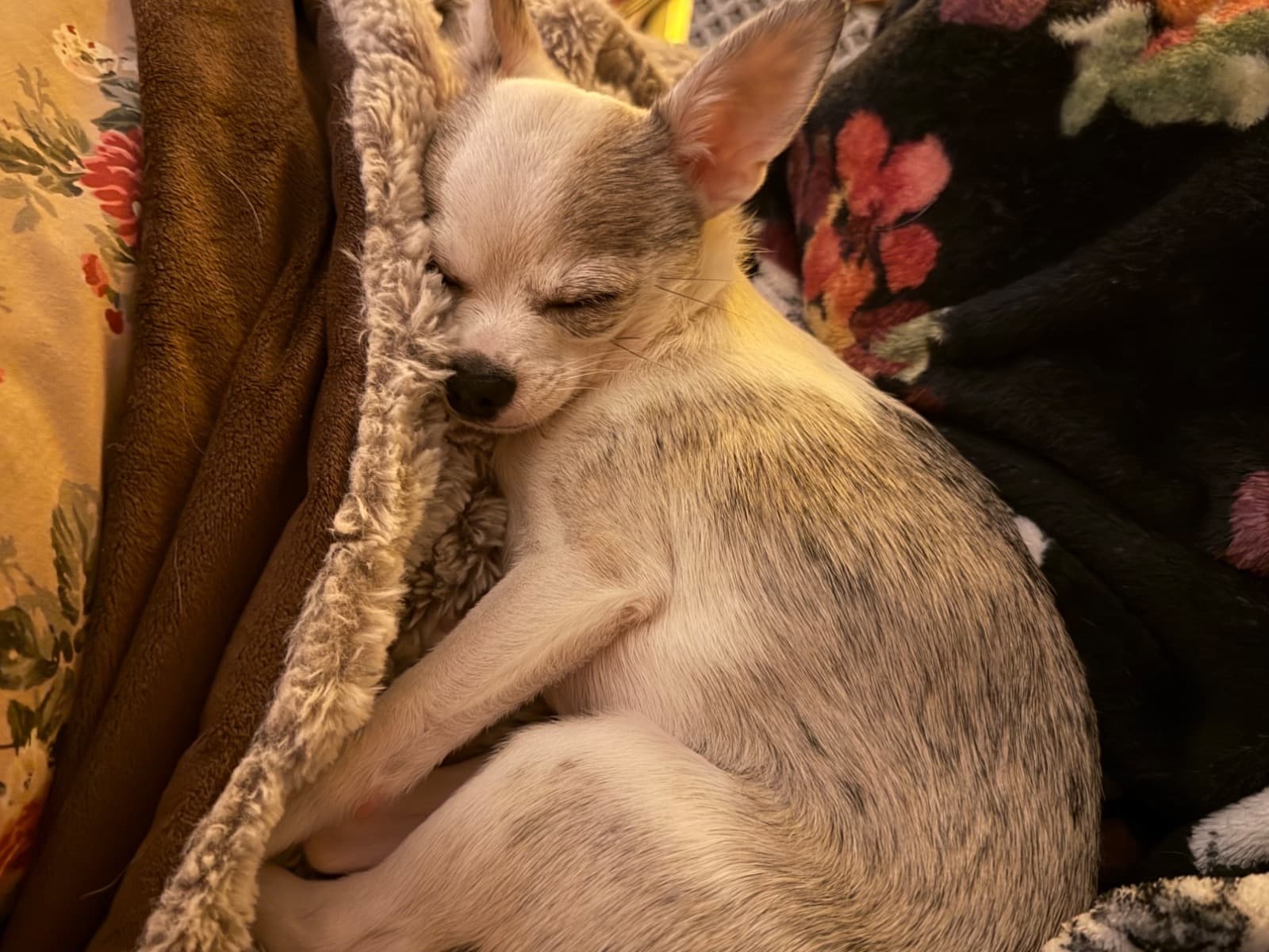 Chihuahua 1 year old female small named petunia for breeding in Centreville, Virginia | Petmeetly