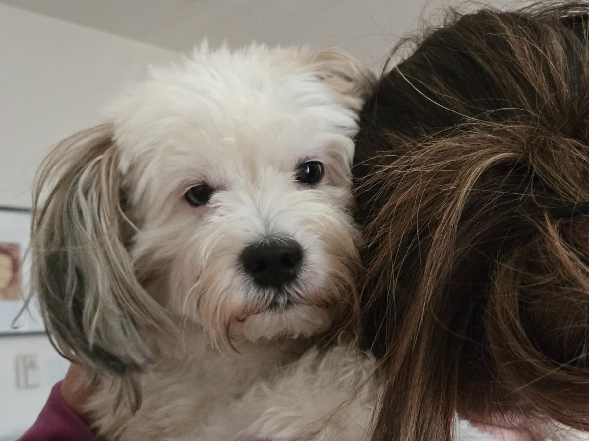 Aussiedoodle 4 years old male medium named cooper for breeding in Livermore, California | Petmeetly