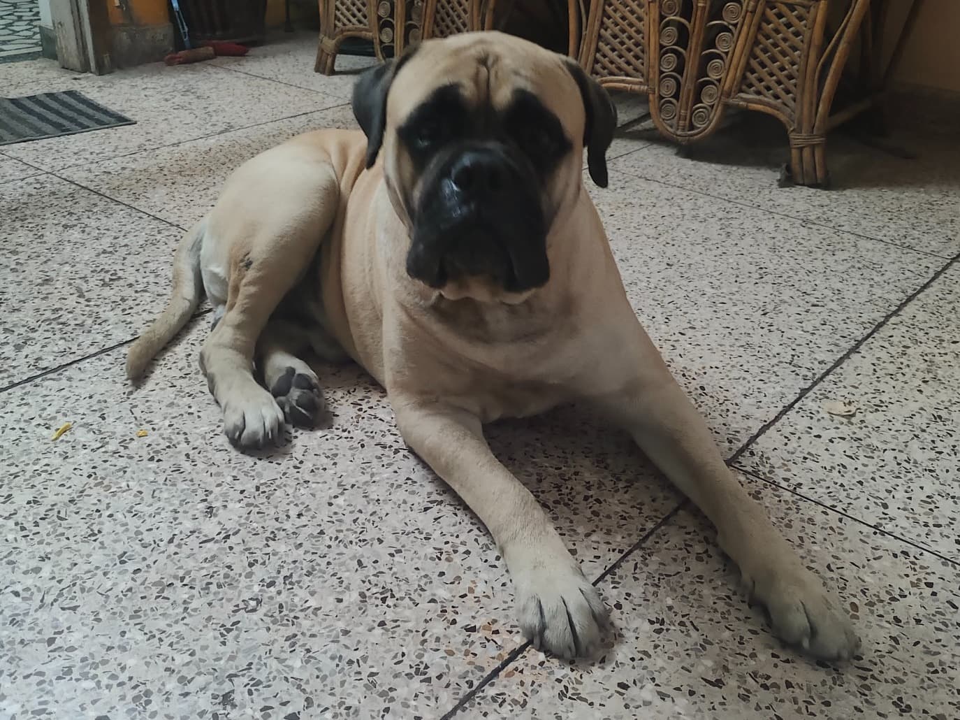 Bullmastiff 5 years old male extra large named Polo for breeding in Agra, Uttar Pradesh | Petmeetly