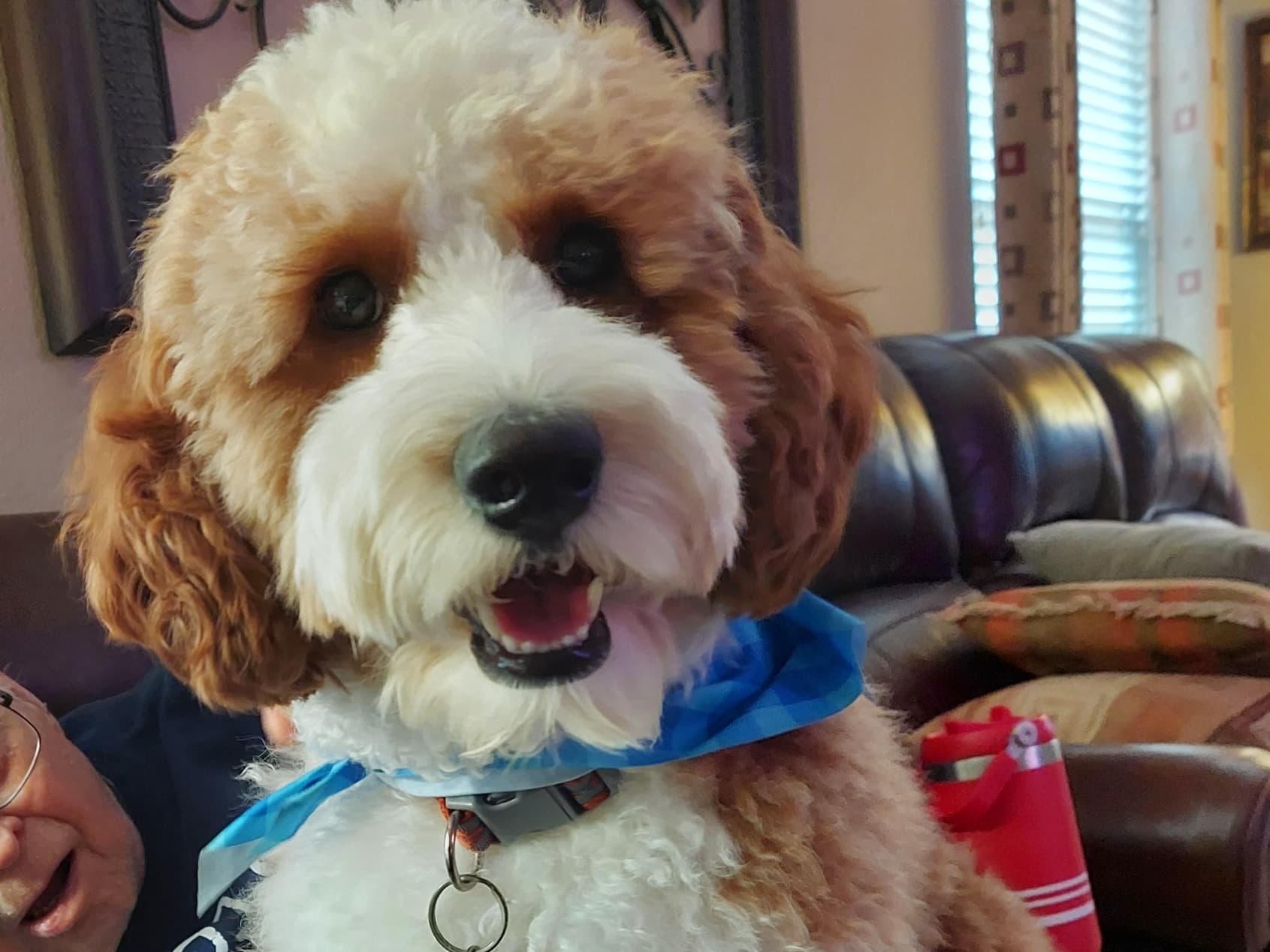 Poodle 1 year 2 months old male medium named Winston for breeding in Pflugerville, Texas | Petmeetly