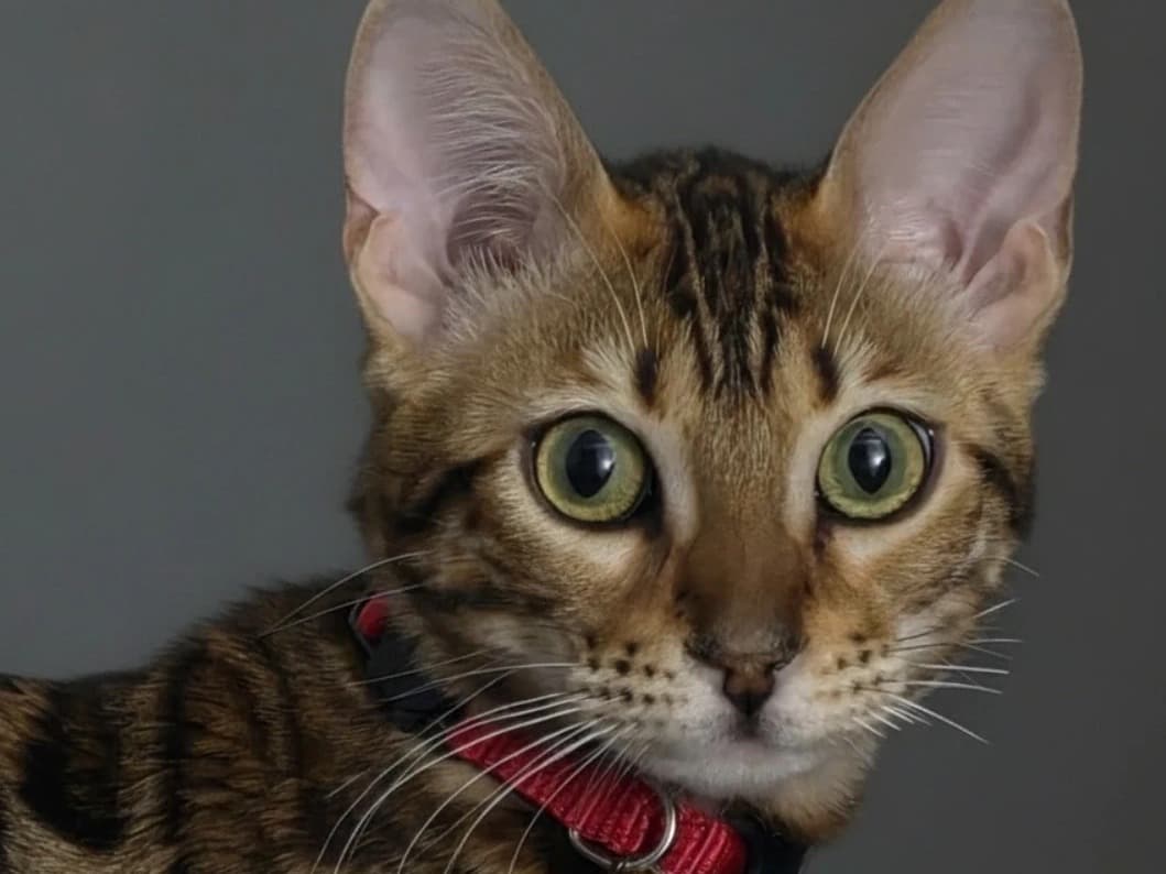 Bengal 1 year old female named Milo for breeding in Vaughan, Ontario | Petmeetly