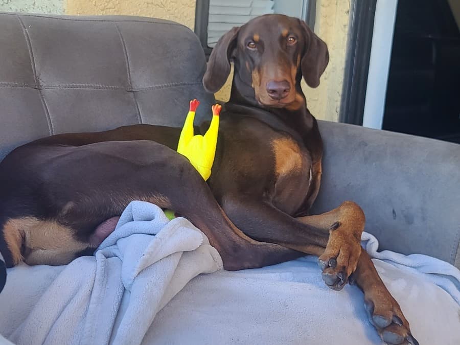 Doberman 2 years 9 months old male large named Conor for breeding in Mesa, Arizona | Petmeetly