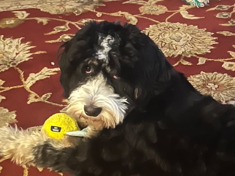 Bernedoodle 1 year old female small named Hazel for breeding in Fairview, Tennessee | Petmeetly