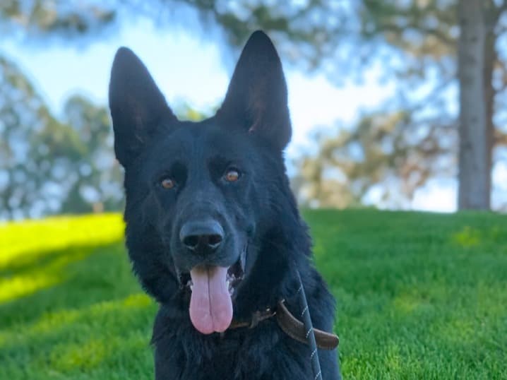 Black German Shepherd 3 years old male large named Ranger for breeding in Foxfield, Colorado | Petmeetly