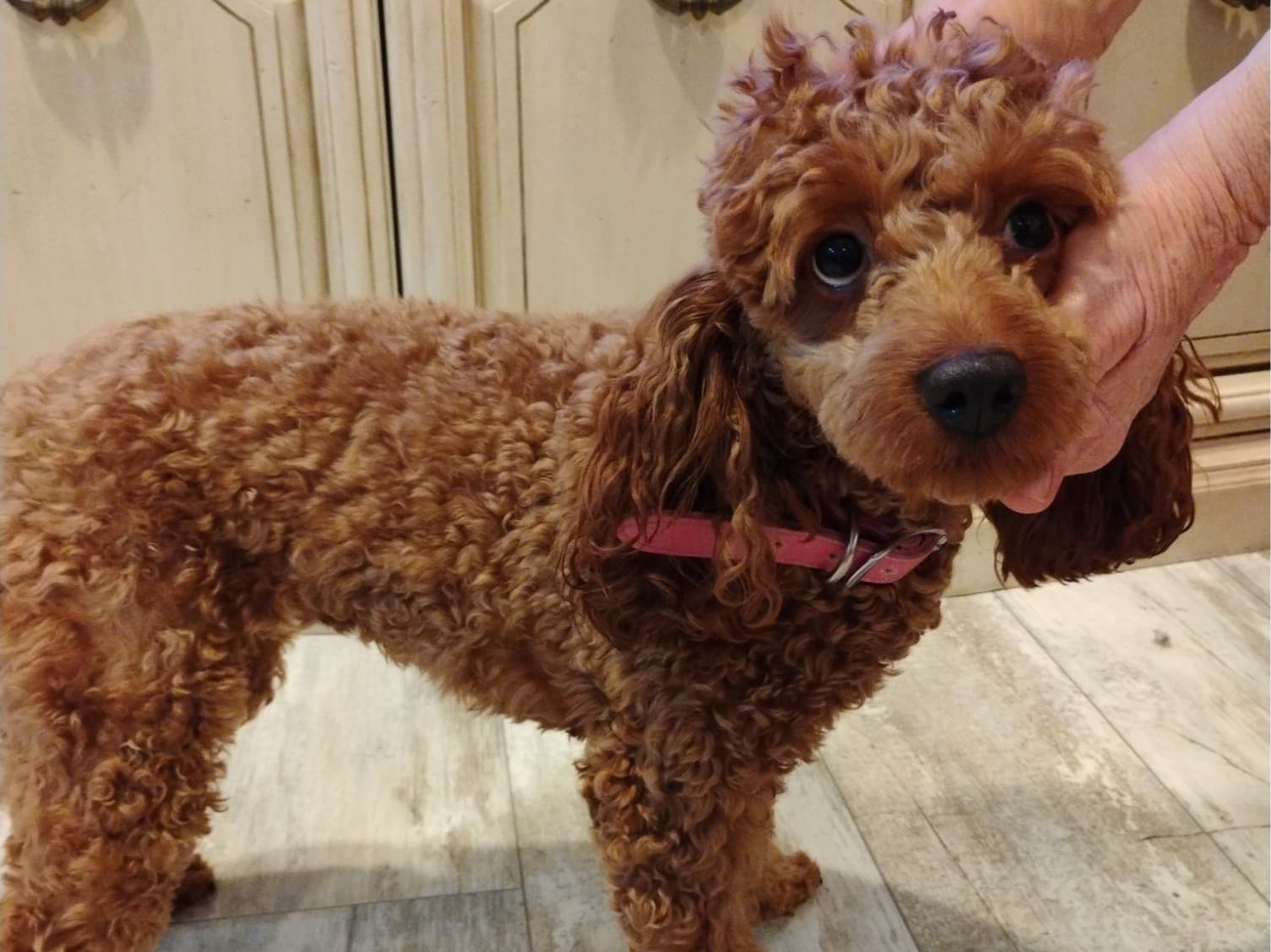 Miniature Poodle 1 year 3 months old female medium named Abbigail for breeding in Orlando, Florida | Petmeetly