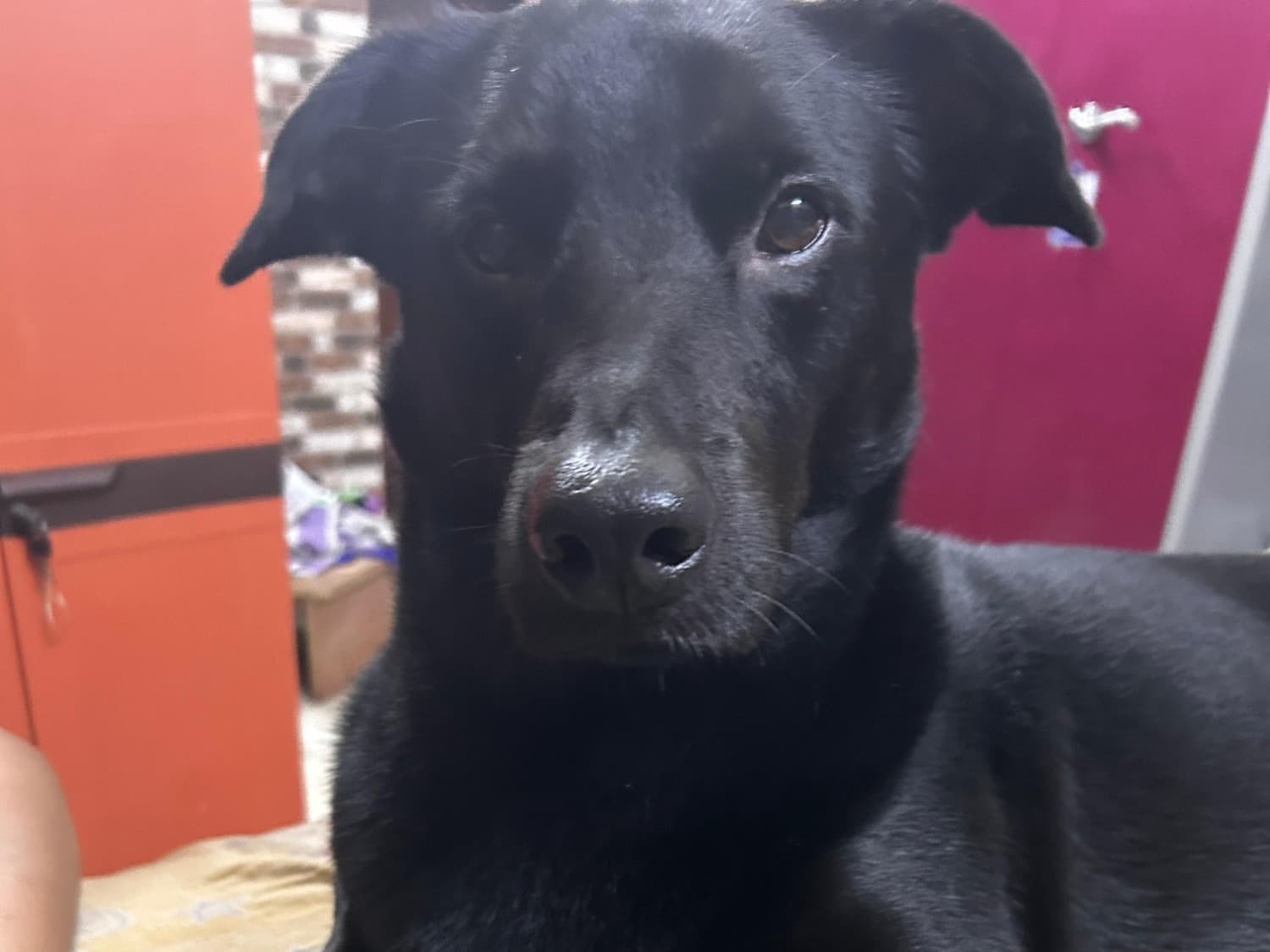 Borador 4 years 4 months old male medium named Kiwi for breeding in Kolkata, West Bengal | Petmeetly