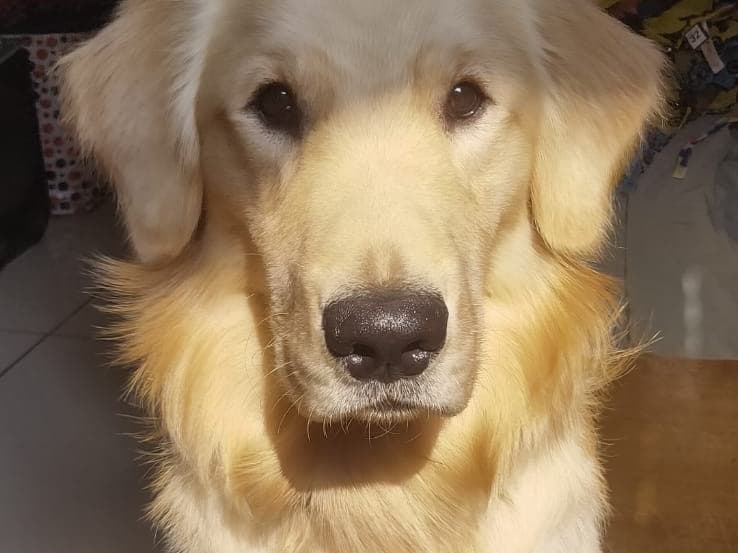 Golden Retriever 3 years 5 months old male medium named thor for breeding in Lucknow, Uttar Pradesh | Petmeetly
