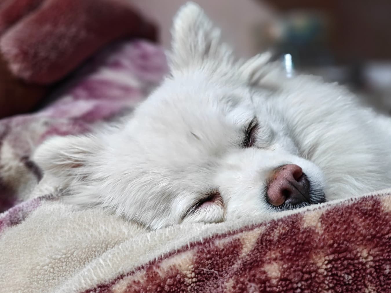 Pomeranian 2 years 3 months old female medium named Olly for breeding in Patna, Bihar | Petmeetly