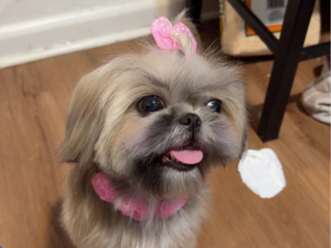 Shih Tzu 4 years old female small named Bella for breeding in Oakland Park, Florida | Petmeetly