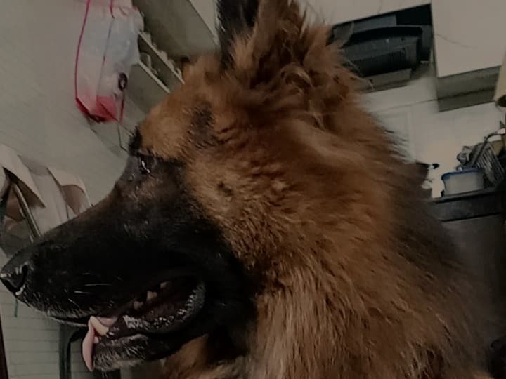 German Shepherd 4 years old male large named Baggi for breeding in Delhi, Delhi | Petmeetly