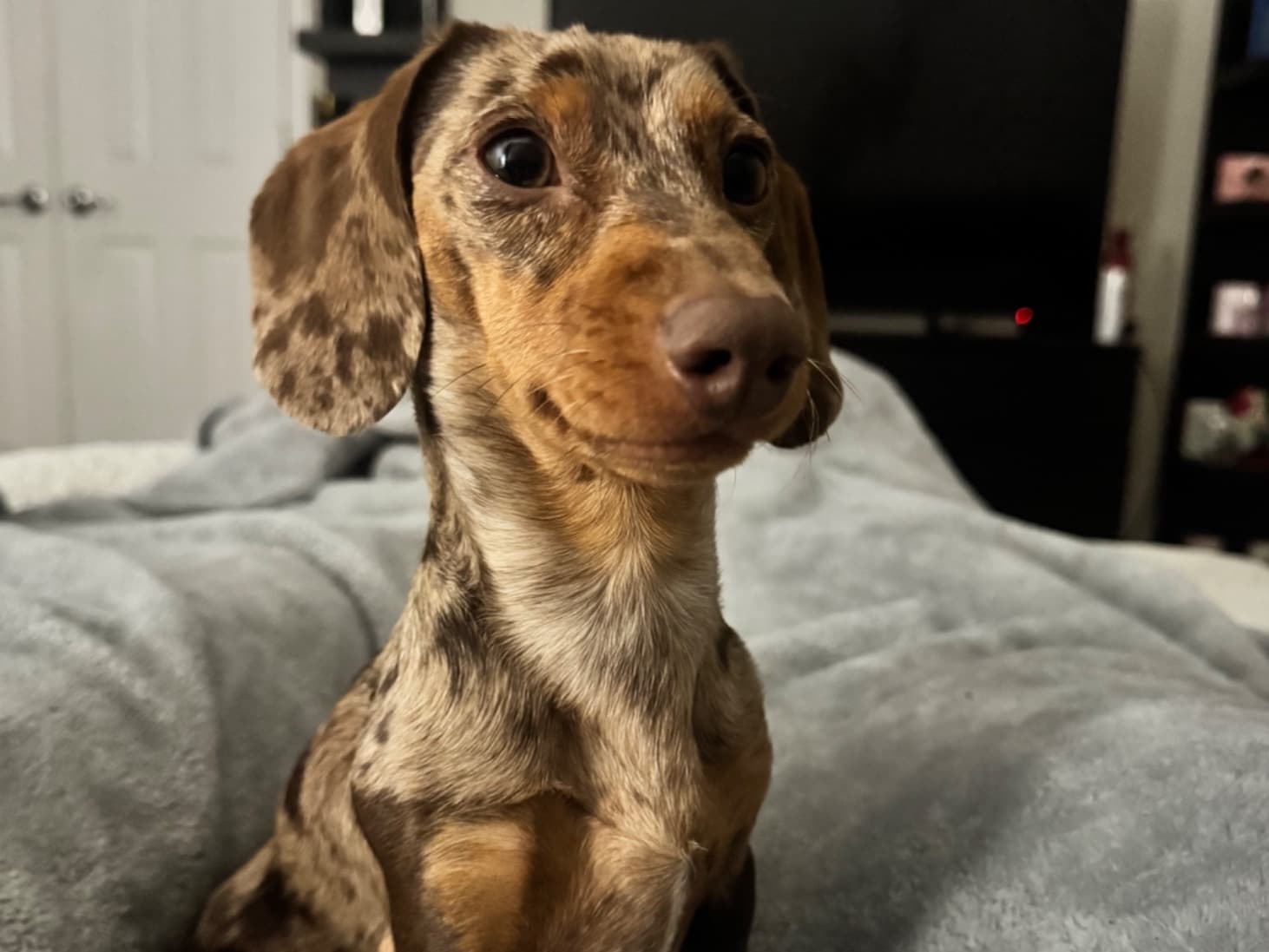Dachshund 1 year 3 months old male small named chorizo for breeding in Colorado Springs, Colorado | Petmeetly