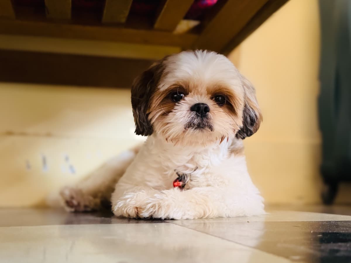 Shih Tzu 4 years 8 months old male small named Choco for breeding in Hyderabad, Telangana | Petmeetly