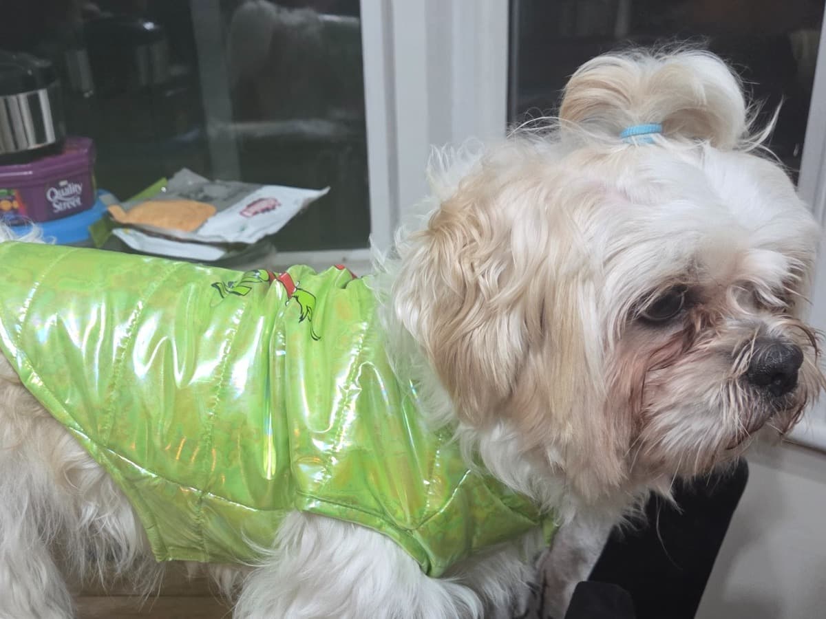 Shih Tzu 2 years 3 months old male medium named tony for breeding in Thornton Heath, England | Petmeetly