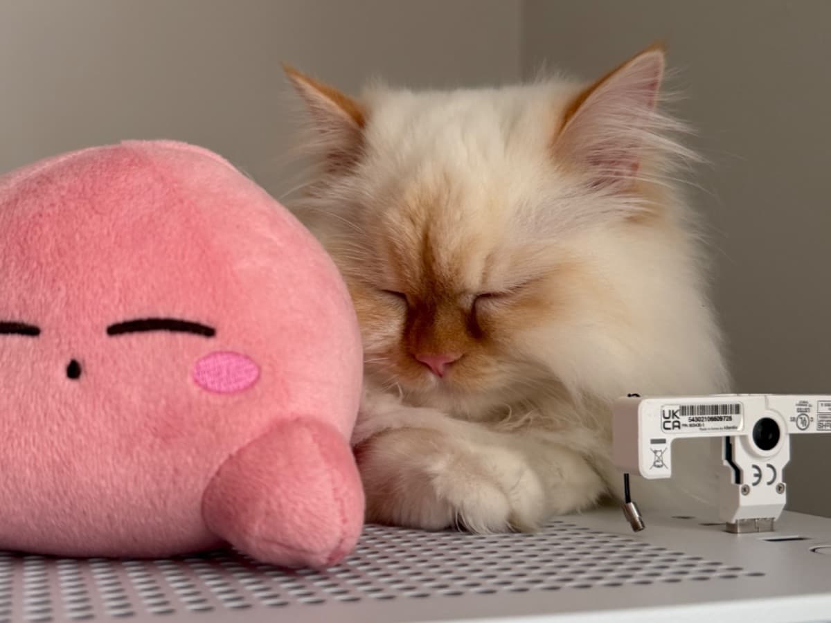 Himalayan 1 year old female named Yuki for breeding in Mount Holly, New Jersey | Petmeetly