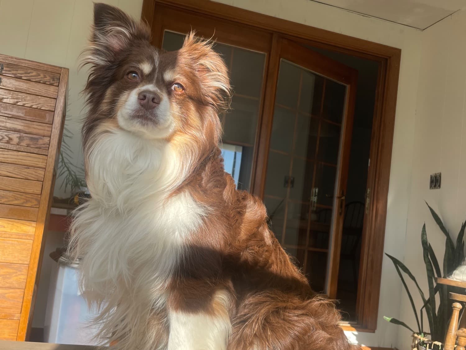Miniature Australian Shepherd 9 years old male medium named cedar for breeding in Sweetwater, Tennessee | Petmeetly