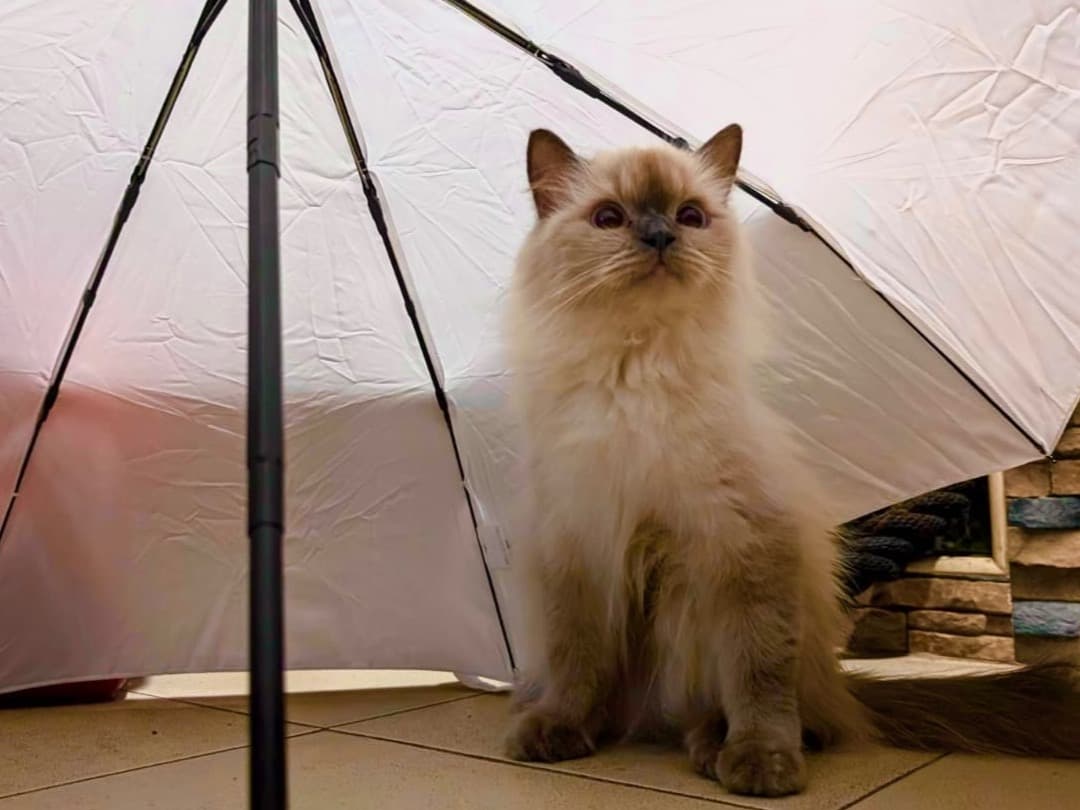 Himalayan 3 years 11 months old female named Nila for breeding in Chennai, Tamil Nadu | Petmeetly