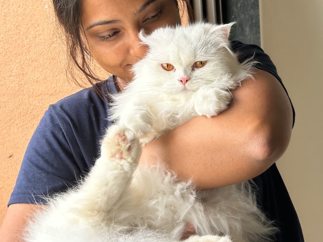 Persian 1 year 6 months old female named Tim Tim for breeding in Pune, Maharashtra | Petmeetly