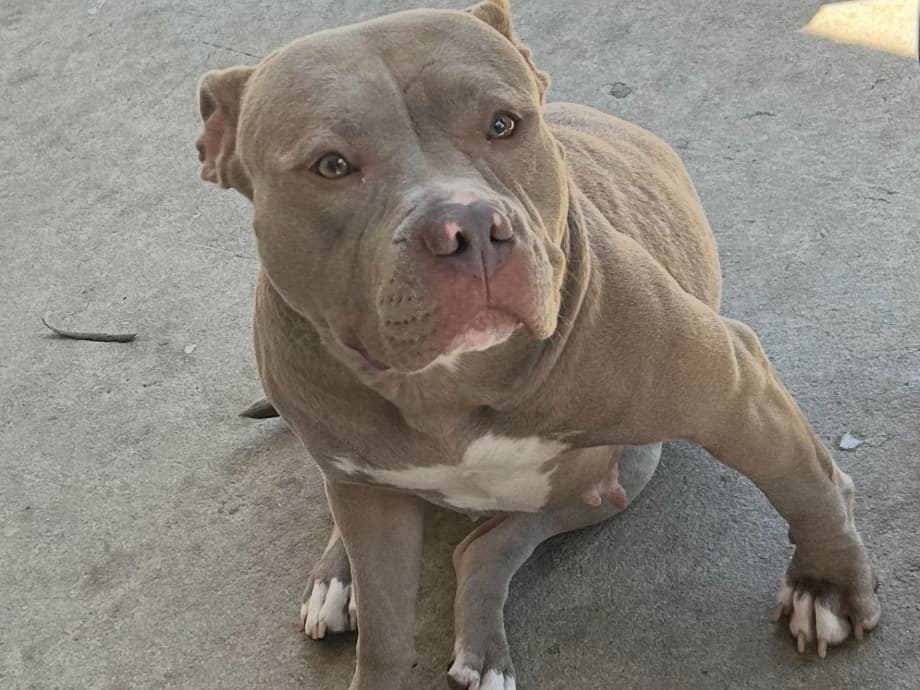 American PitBull Terrier 3 years old female large named ice for breeding in Colorado Springs, Colorado | Petmeetly