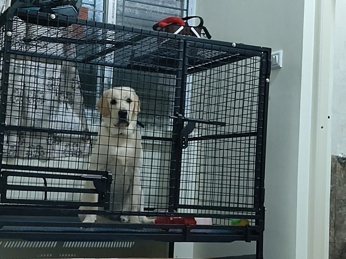 White Labrador Retriever 1 year 1 month old male large named max for breeding in Vajarahalli, Karnataka | Petmeetly