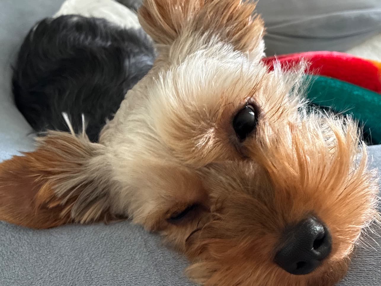 Yorkshire Terrier 1 year 2 months old male small named Nugget for breeding in Willis, Texas | Petmeetly