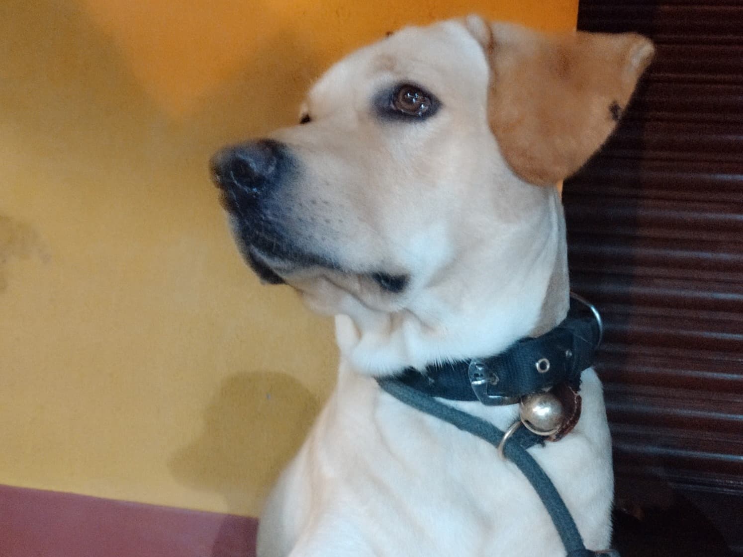 English Labrador Retriever 2 years old male medium named Rocky for breeding in Bengaluru, Karnataka | Petmeetly