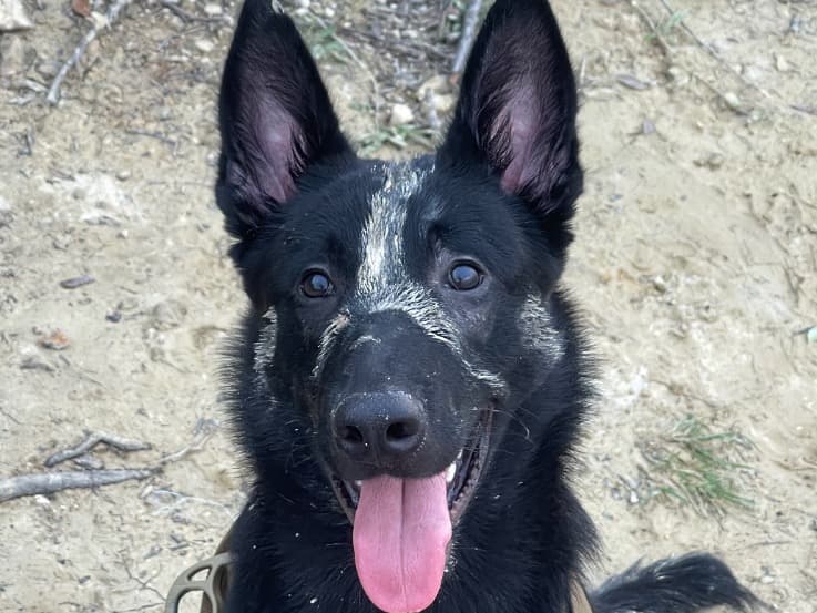 Belgian Malinois 3 years 5 months old male large named Tank for breeding in Tulsa, Oklahoma | Petmeetly