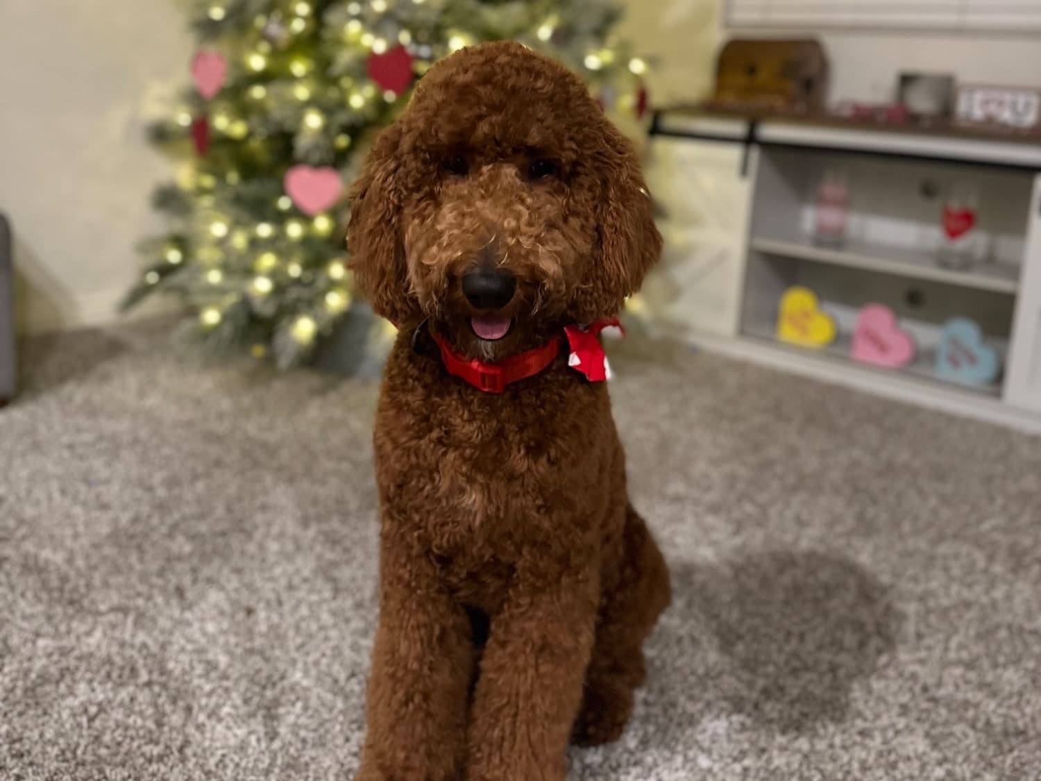 Poodle 1 year old male medium named Flash for breeding in Victorville, California | Petmeetly