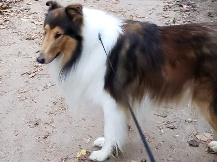 Rough Collie 4 years old male large named Charlie for breeding in Eaton, Ohio | Petmeetly