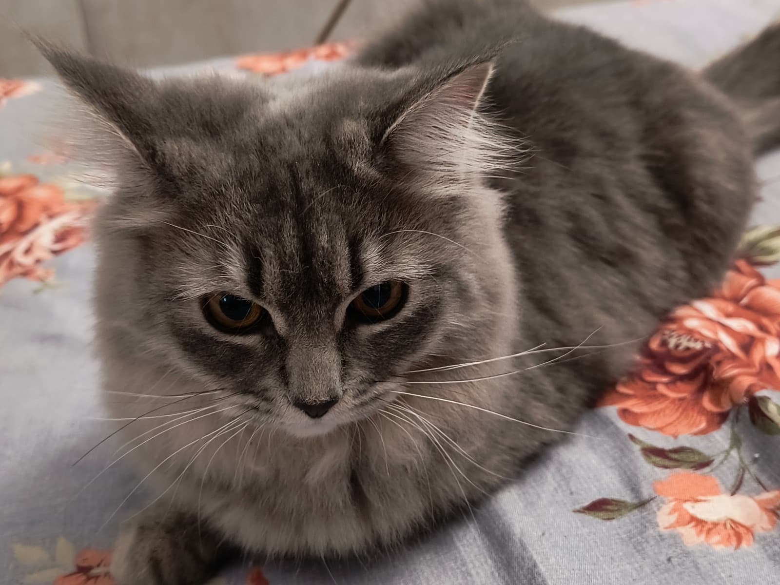 Persian 1 year old female named Lina for breeding in Pune, Maharashtra | Petmeetly