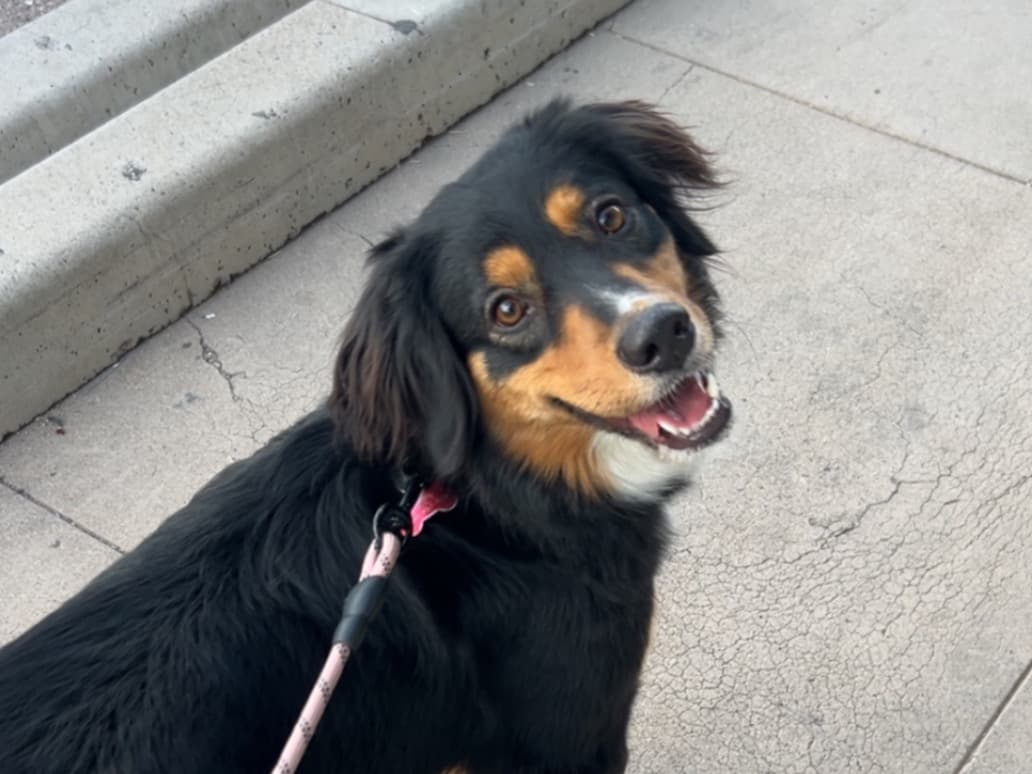 Miniature American Shepherd 3 years old female medium named Fizzy for breeding in Phoenix, Arizona | Petmeetly