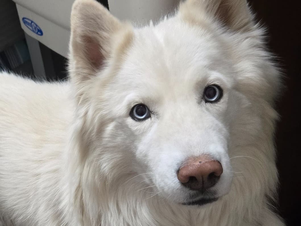 Husky 7 years old male medium named Blizzard for breeding in Colorado Springs, Colorado | Petmeetly