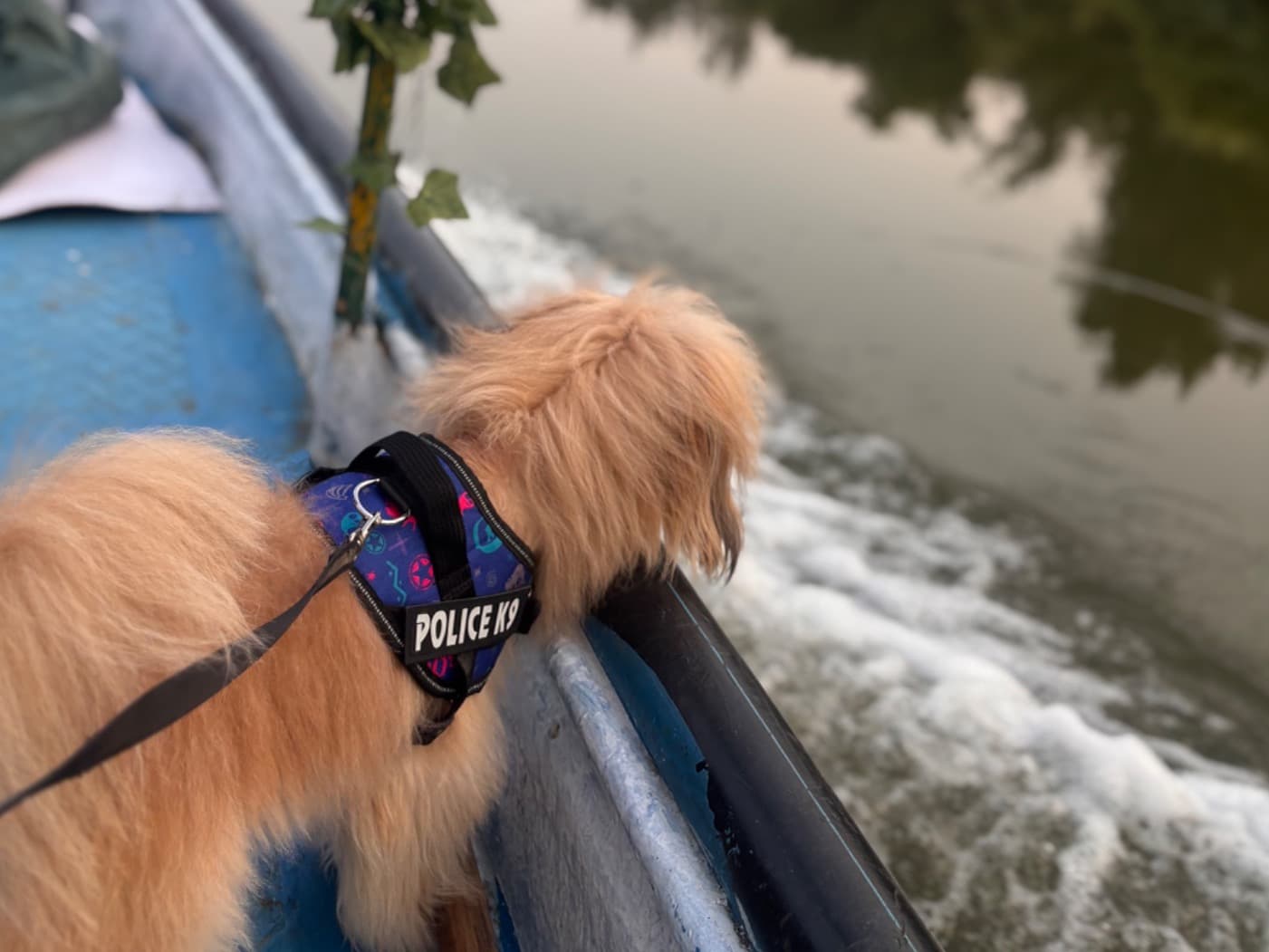 Maltese Shih Tzu 1 year 5 months old male medium named teddy for breeding in Bhubaneswar, Odisha | Petmeetly