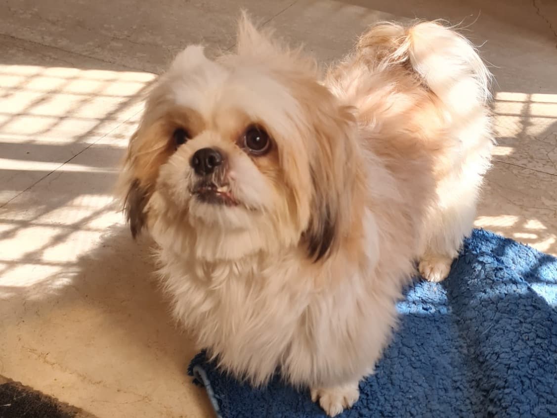 Shih Tzu 5 years old male small named bruno and leo for breeding in Delhi, Delhi | Petmeetly