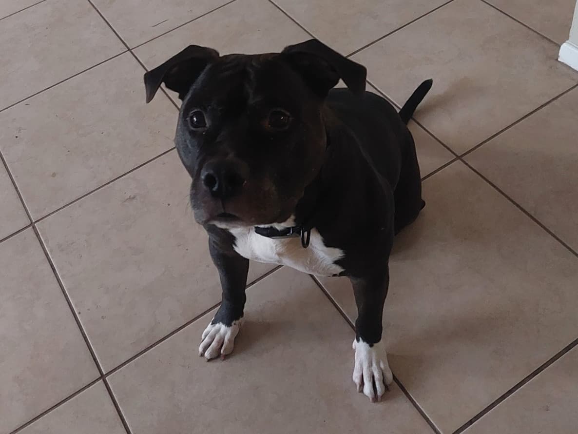 American Bully 4 years old male large named scooter for breeding in Palm Harbor, Florida | Petmeetly