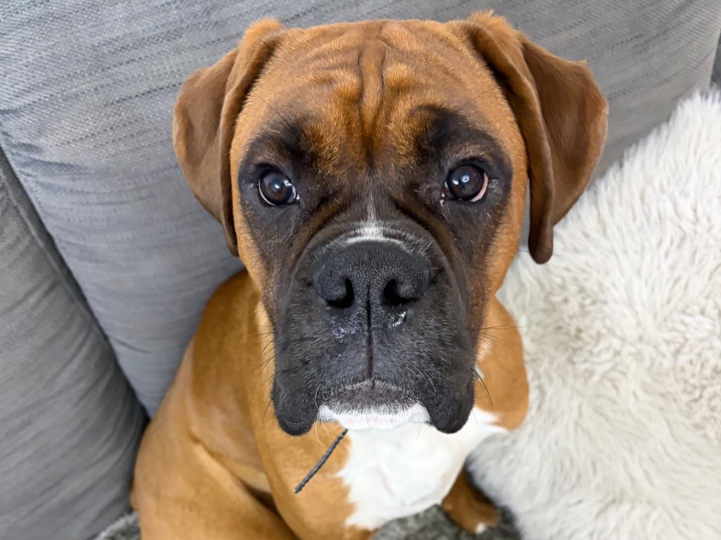 Boxer 1 year old male large named Tyson for breeding in Warwickshire, England | Petmeetly