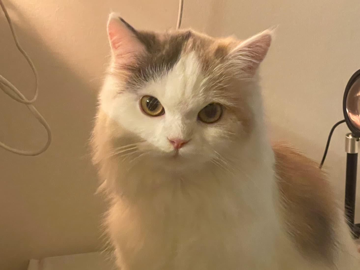 Calico 1 year old female named Mittu for breeding in Bengaluru, Karnataka | Petmeetly