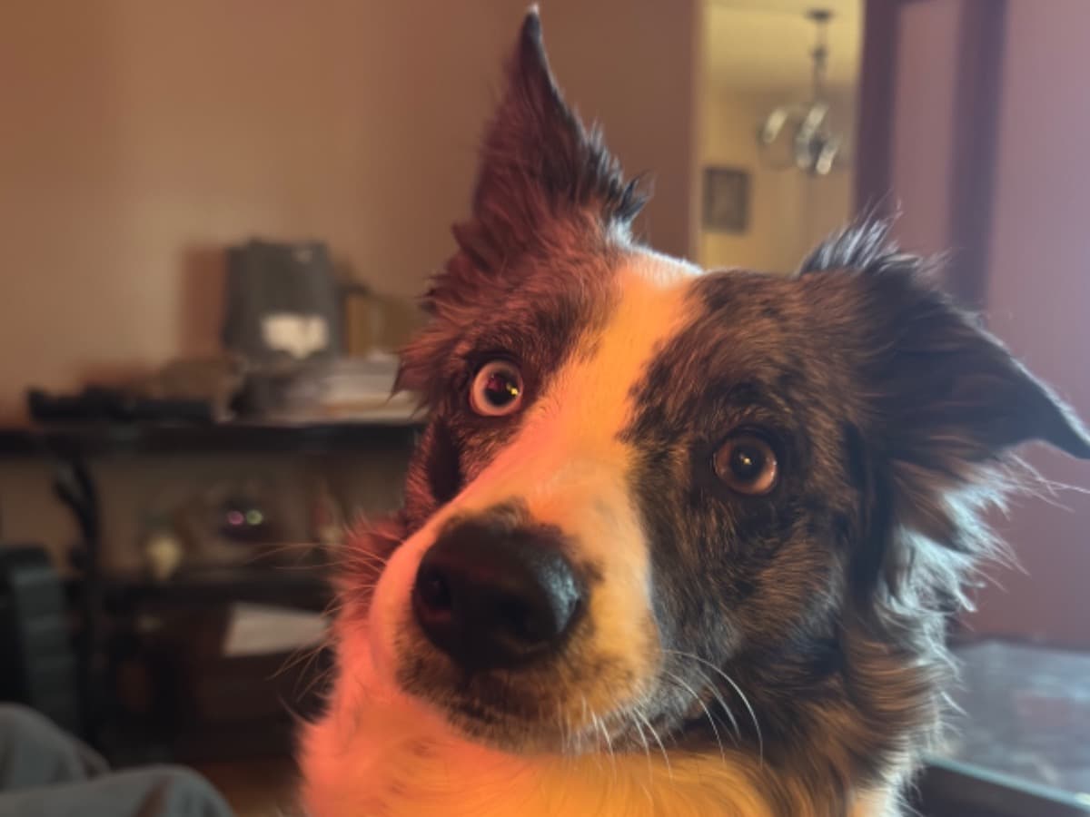 Border Collie 4 years old female medium named Stoney for breeding in Fraser, Michigan | Petmeetly