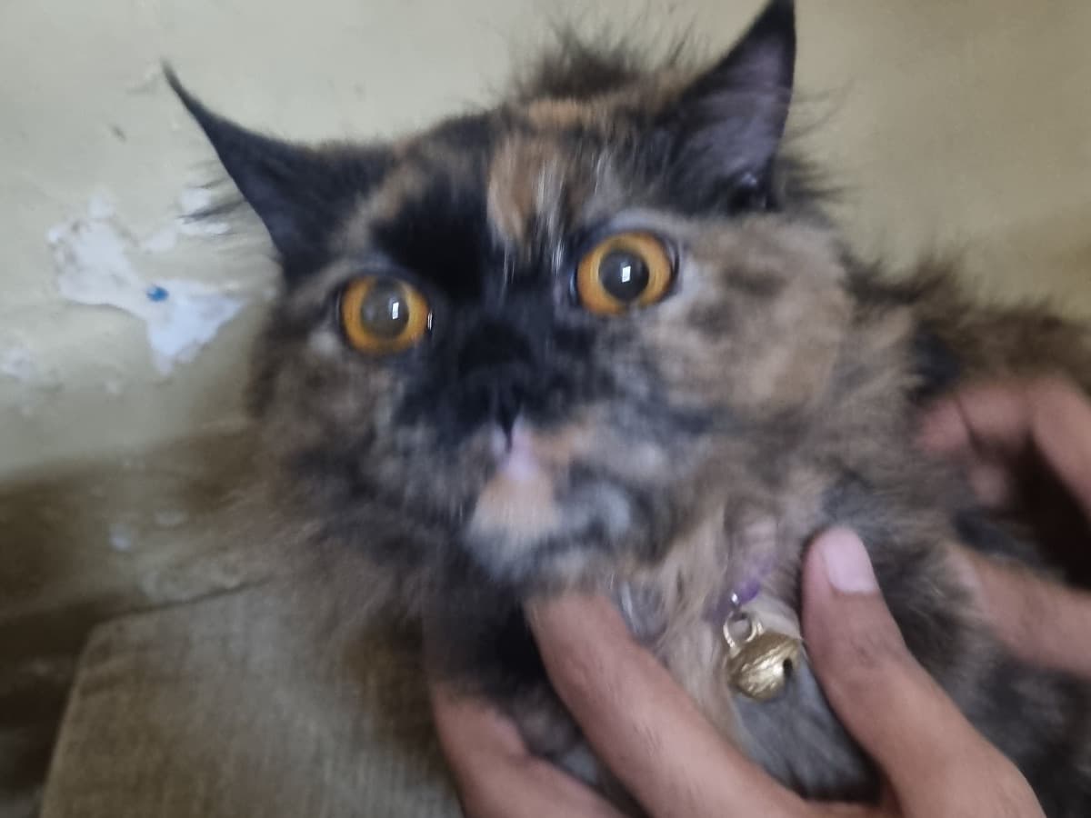 Persian 1 year 5 months old female named kitty for breeding in Pune, Maharashtra | Petmeetly