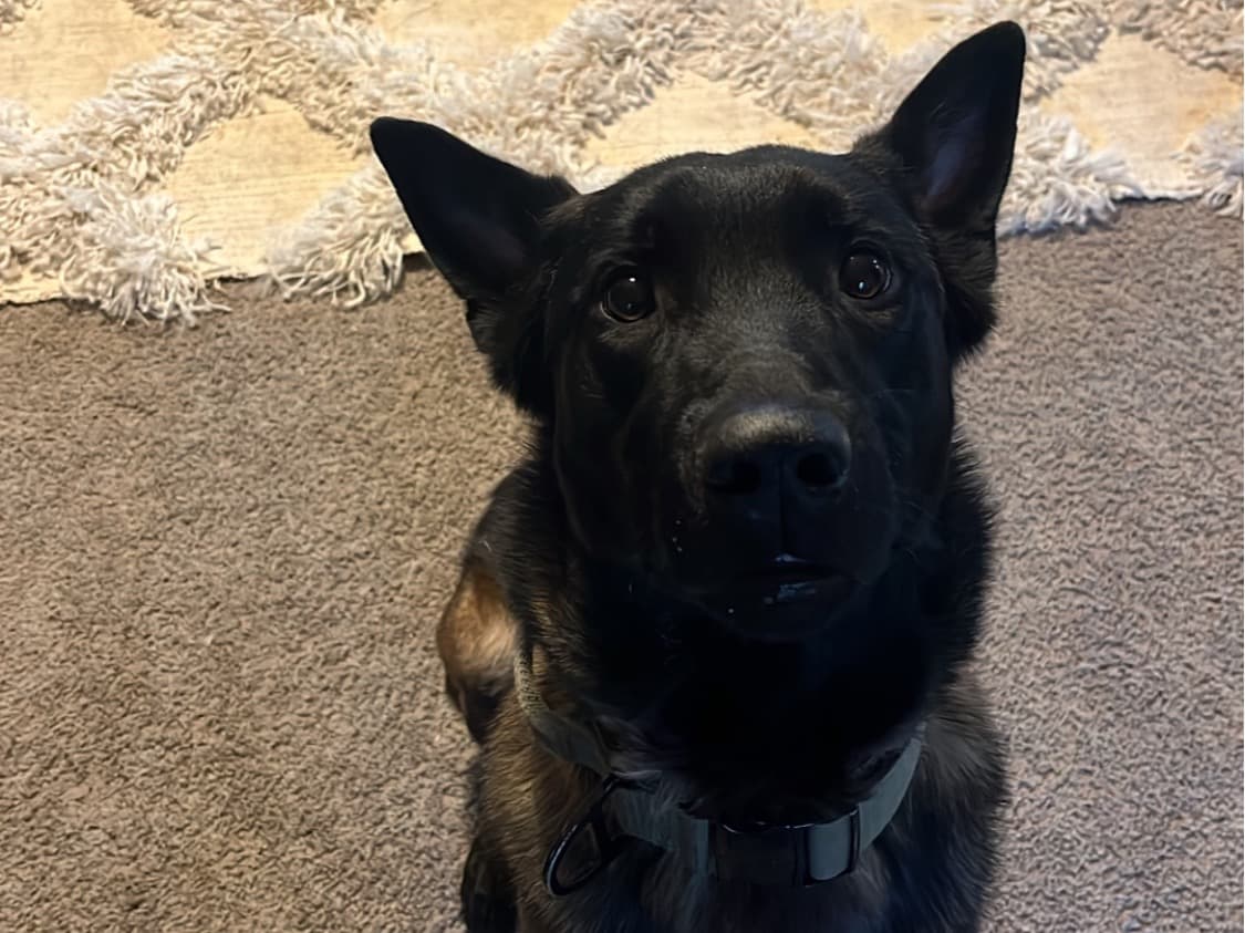Belgian Malinois 1 year 4 months old male medium named Cain for breeding in Fairburn, Georgia | Petmeetly