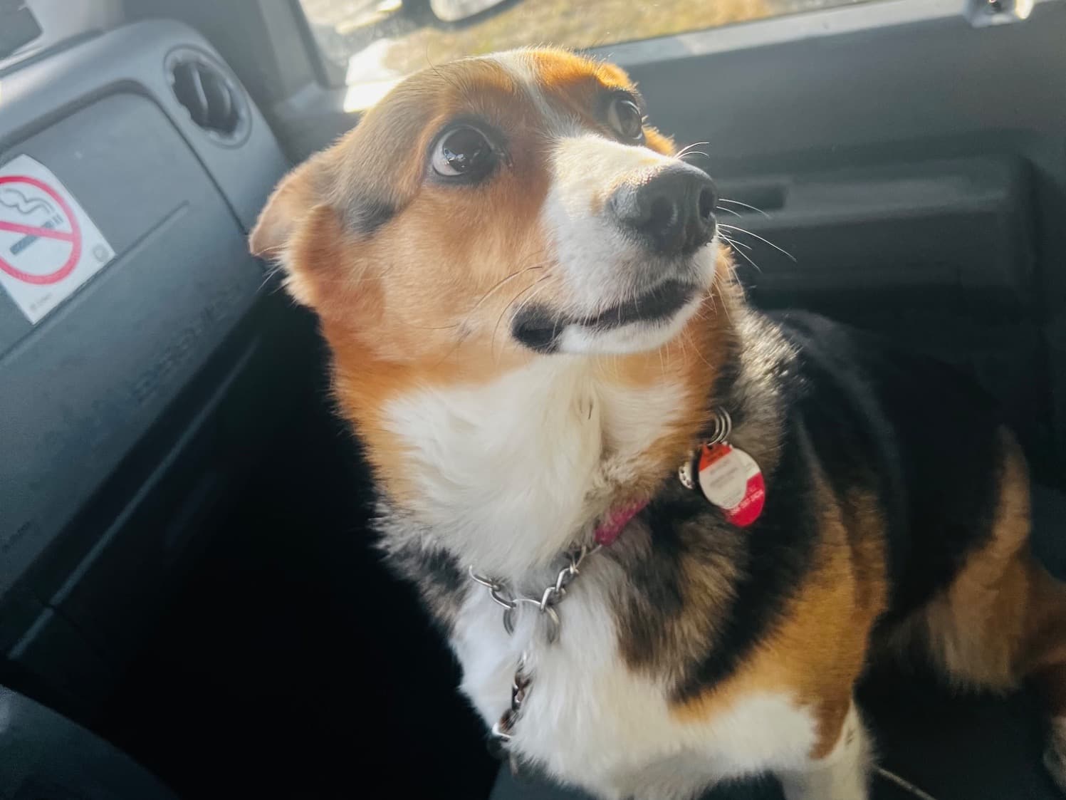 Cardigan Welsh Corgi 4 years old female medium named Trixie for breeding in St. Catharines, Ontario | Petmeetly