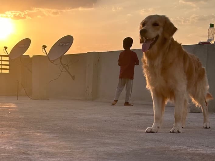 Golden Retriever 2 years 2 months old male medium named Brownie for breeding in Gadag-Betigeri, Karnataka | Petmeetly