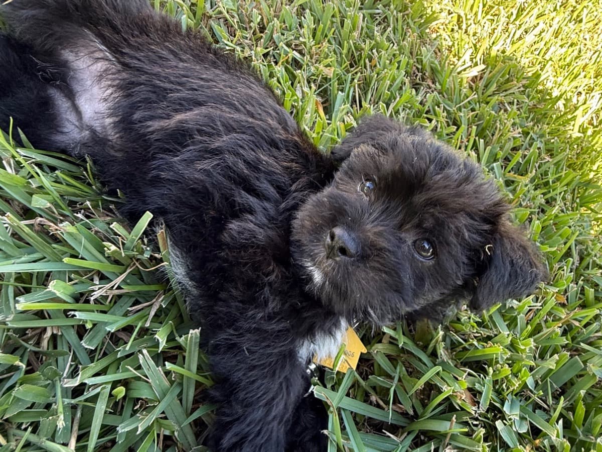 Yorkshire Terrier 1 year old male medium named onyx for breeding in Boynton Beach, Florida | Petmeetly