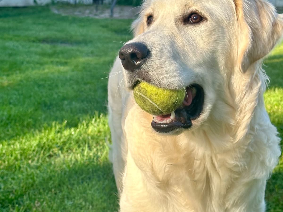 English Golden Retriever 2 years 4 months old male large named Tucker for breeding in Brewster, New York | Petmeetly