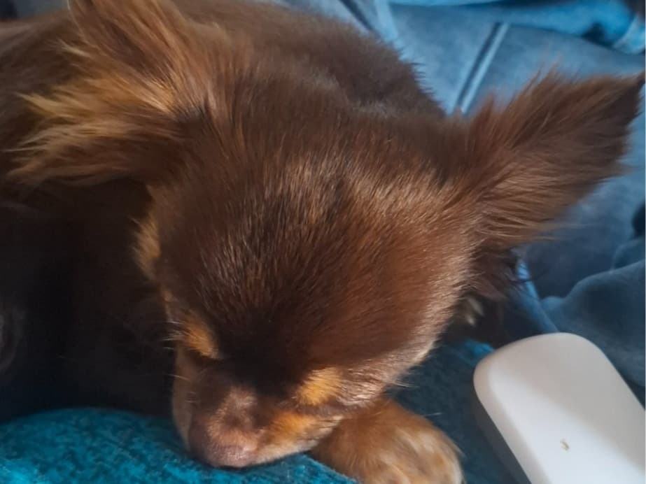 Chihuahua 1 year 1 month old male small named Teddy for breeding in Coatbridge, Scotland | Petmeetly