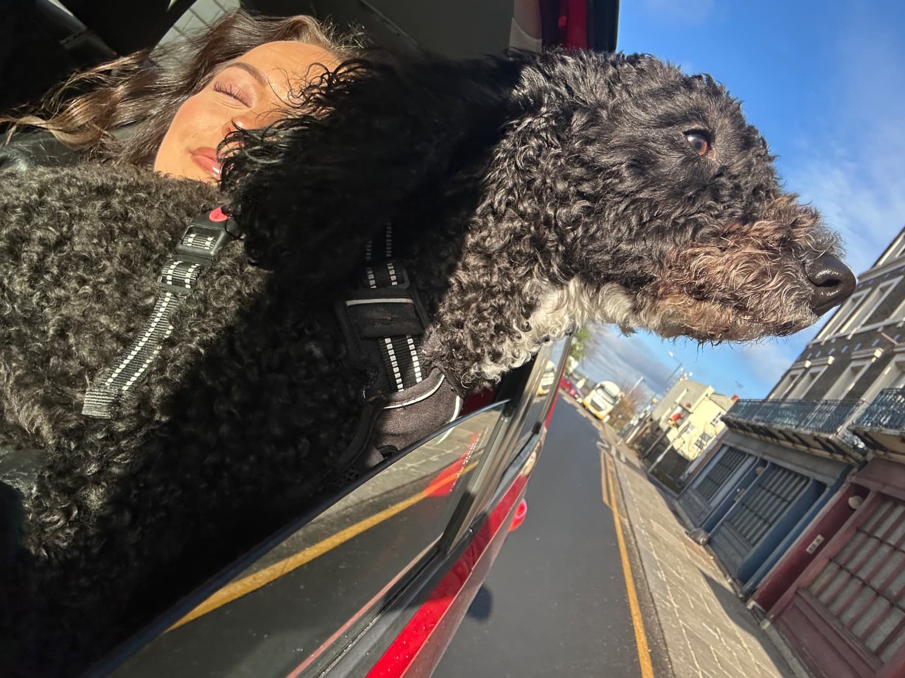Cockapoo 2 years 10 months old female medium named Bonnie for breeding in London, England | Petmeetly