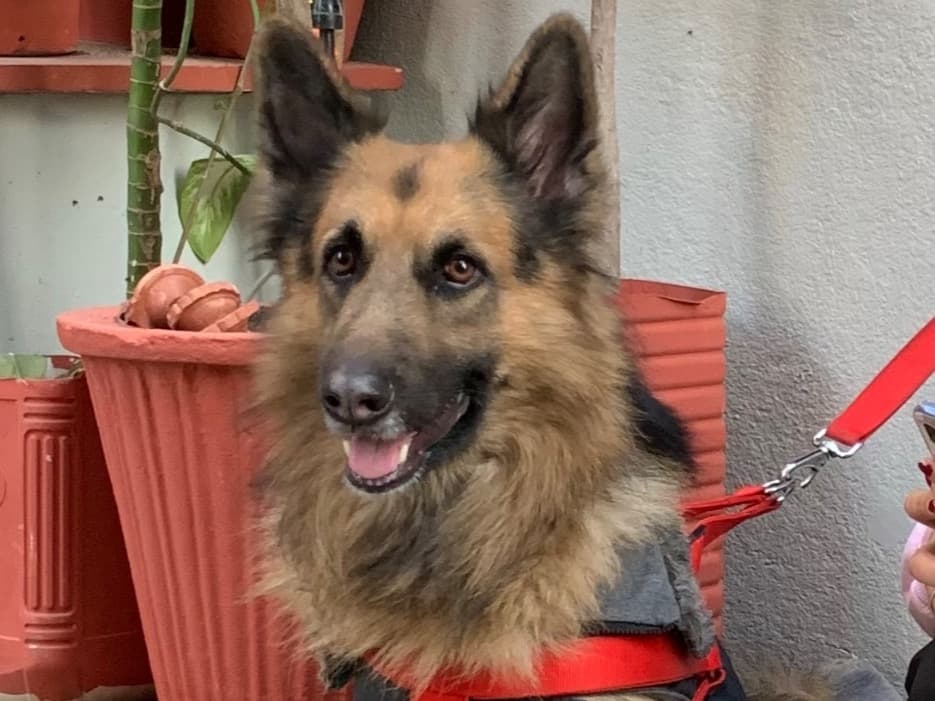 Czech German shepherd 4 years old male medium named simba for breeding in Indore, Madhya Pradesh | Petmeetly