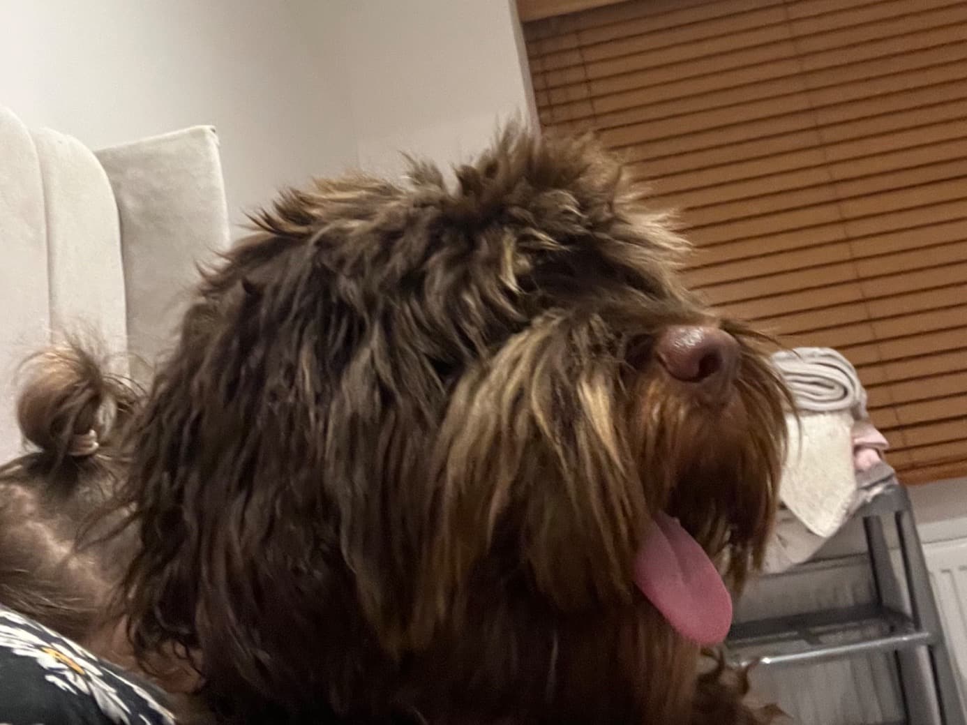 Cockapoo 1 year 8 months old female medium named kiki for breeding in Bradford, England | Petmeetly