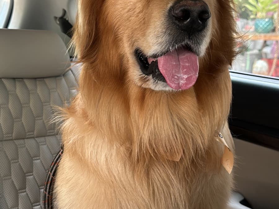 English Golden Retriever 6 years 3 months old male large named Simba for breeding in Gurugram, Haryana | Petmeetly