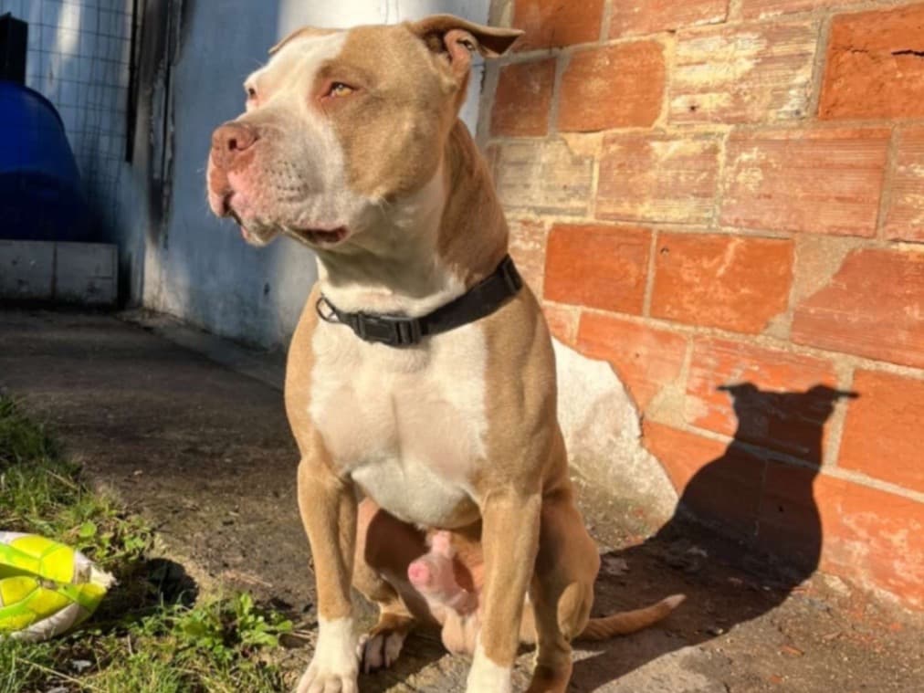 American PitBull Terrier 5 years old male medium named TAYZIR for breeding in Clichy-sous-Bois, Île-de-France | Petmeetly